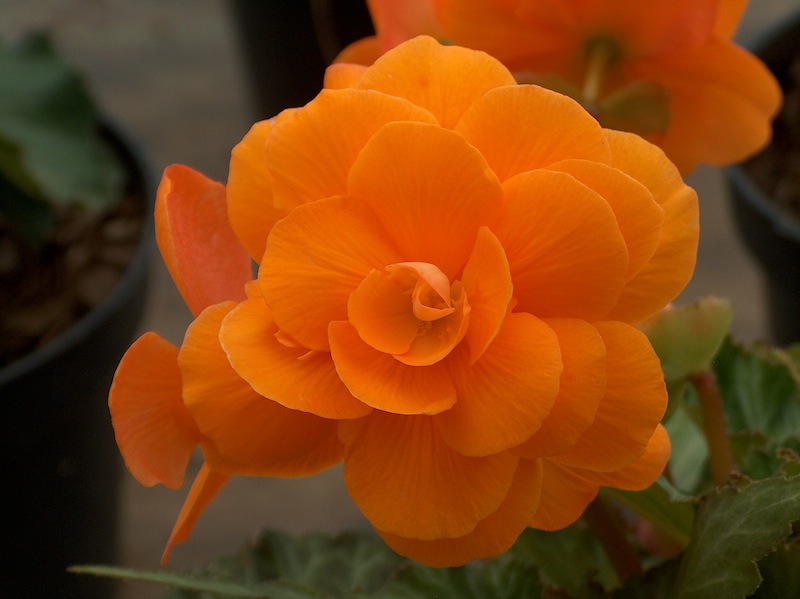 Flores Comestibles Xochimilco
