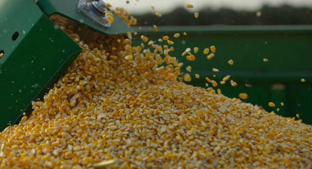 Resultado de imagen para importación de maíz