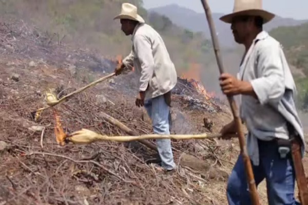 quema agrícola Imagen Agropecuaria