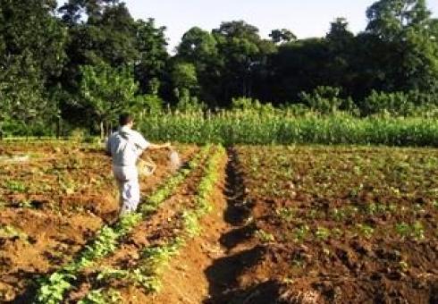 El Modelo De Cooperaci N Del Iica Impulsa Desarrollo De La Agricultura