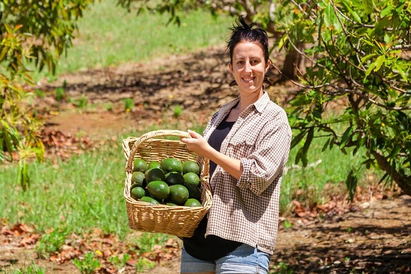 Fortalecer N Producci N De Aguacate En Costa Rica Imagen Agropecuaria