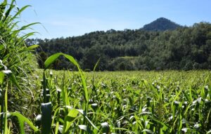 Casi La Mitad De La Poblaci N Mundial Vive En Hogares Vinculados A Los