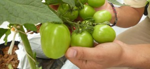 tomate verde invernadero 3