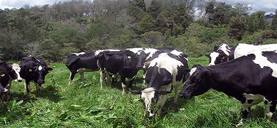 vacas