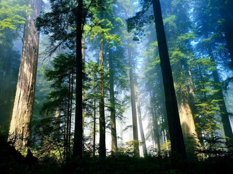 bosques