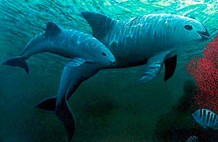 Semarnat analiza reducir zona protegida de la vaquita marina