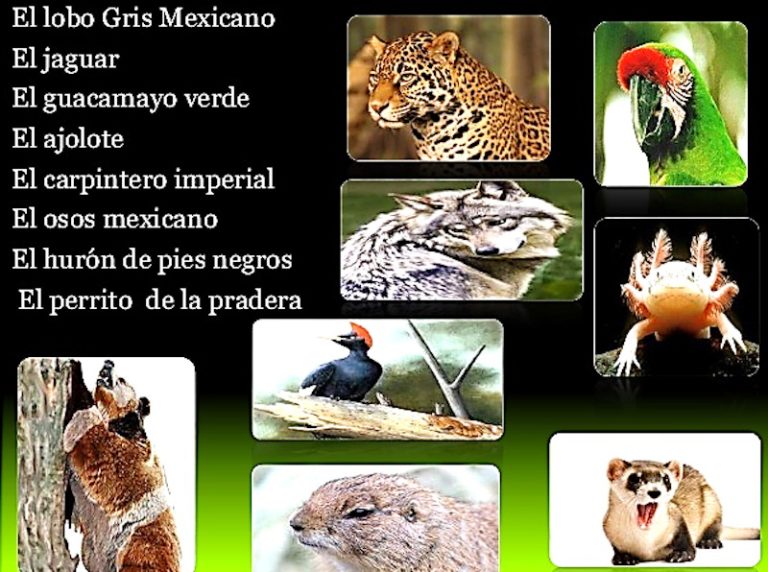 En México Más De 2 Mil 600 Especies De Flora Y Fauna Amenazadas Imagen Agropecuaria 