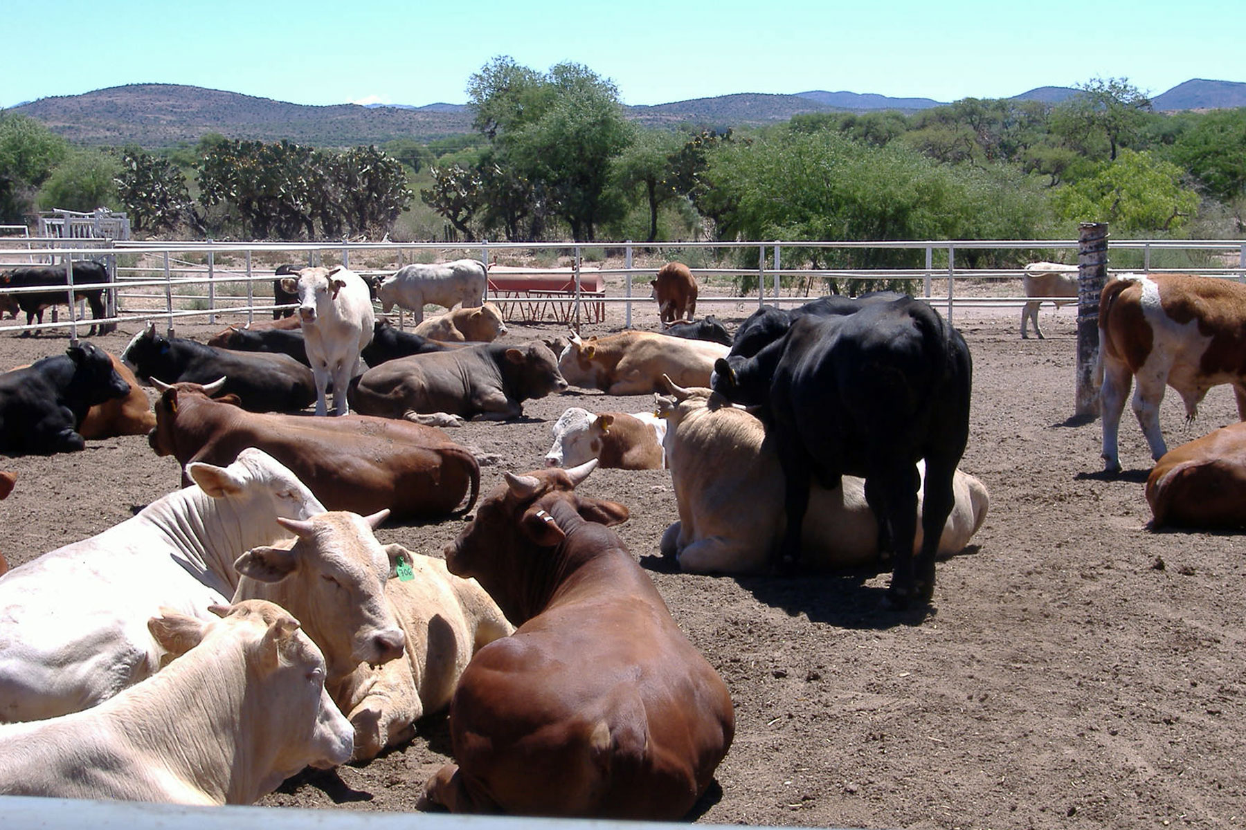 ﻿Ganaderos Del Mundo Vs Barreras Al Comercio De Cárnicos – Imagen ...