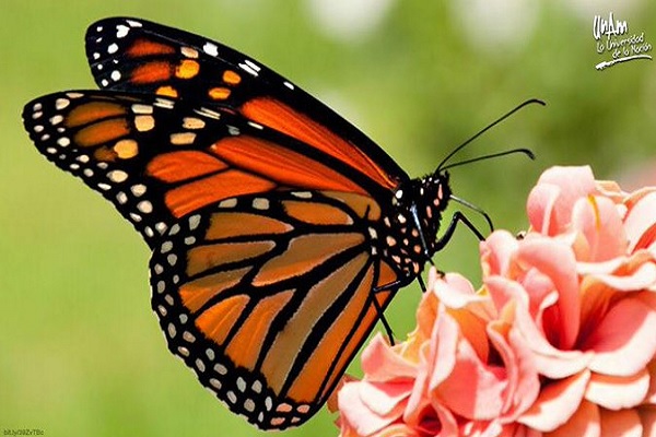Ruta por Norteamérica pone en peligro a la mariposa monarca – Imagen  Agropecuaria