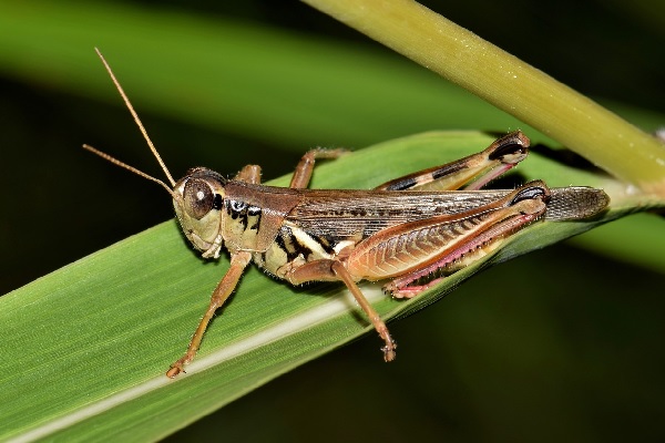 chapulines – Imagen Agropecuaria