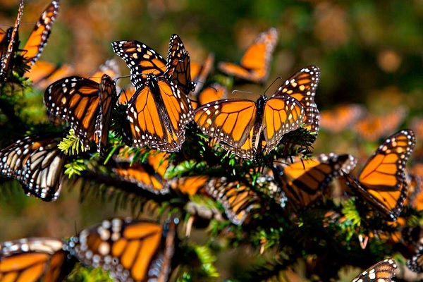 Mariposa Monarca Imagen Agropecuaria