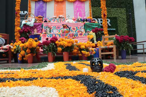 Crisantemo, terciopelo y nube, las otras flores del Día de muertos – Imagen  Agropecuaria