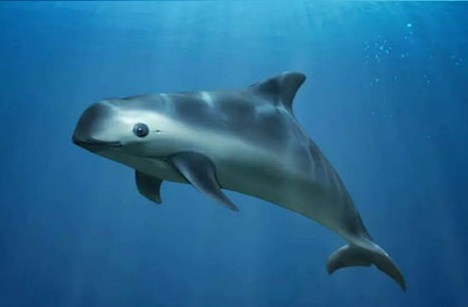 Día Mundial de los Oceános: animales marinos en peligro de extinción
