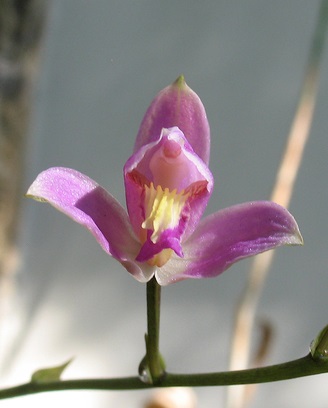 Preservan orquídeas en peligro de extinción – Imagen Agropecuaria