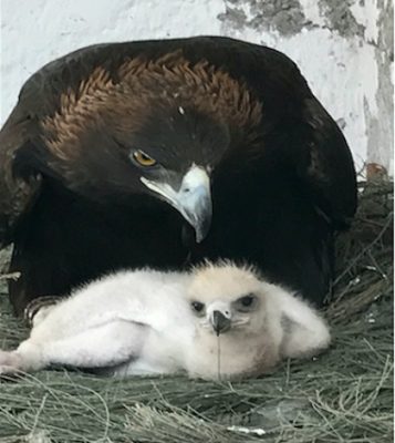 Nace águila real por inseminación artificial – Imagen Agropecuaria