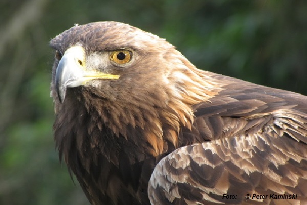 Trabajan en la protección del águila real – Imagen Agropecuaria