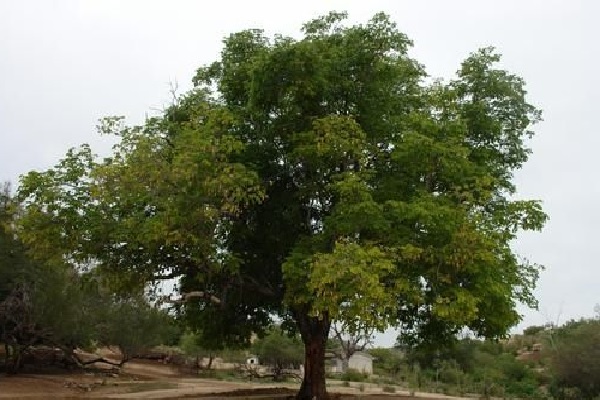 Estudian hongos que afectan a los encinos – Imagen Agropecuaria