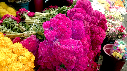 Crisantemo, terciopelo y nube, las otras flores del Día de muertos – Imagen  Agropecuaria