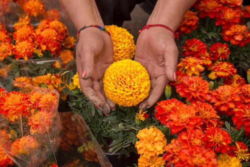 Importa México hasta 90% de semilla para flor de cempasúchil en maceta que  se vende en Día de Muertos – Imagen Agropecuaria