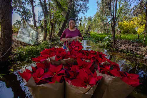 Llama Sader a adquirir flor de Nochebuena en mercados locales y tianguis –  Imagen Agropecuaria