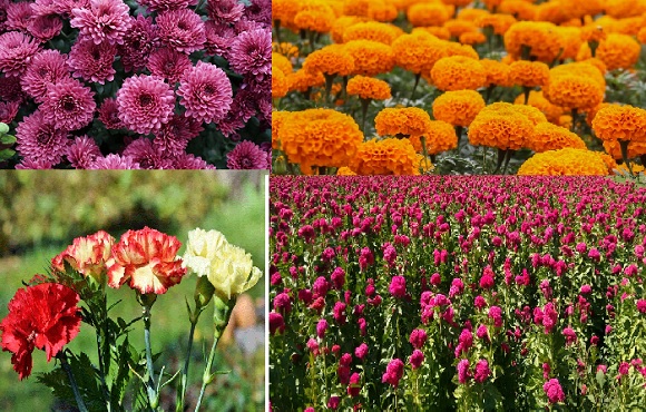 Cinco flores más empleadas para las festividades del Día de Muertos –  Imagen Agropecuaria