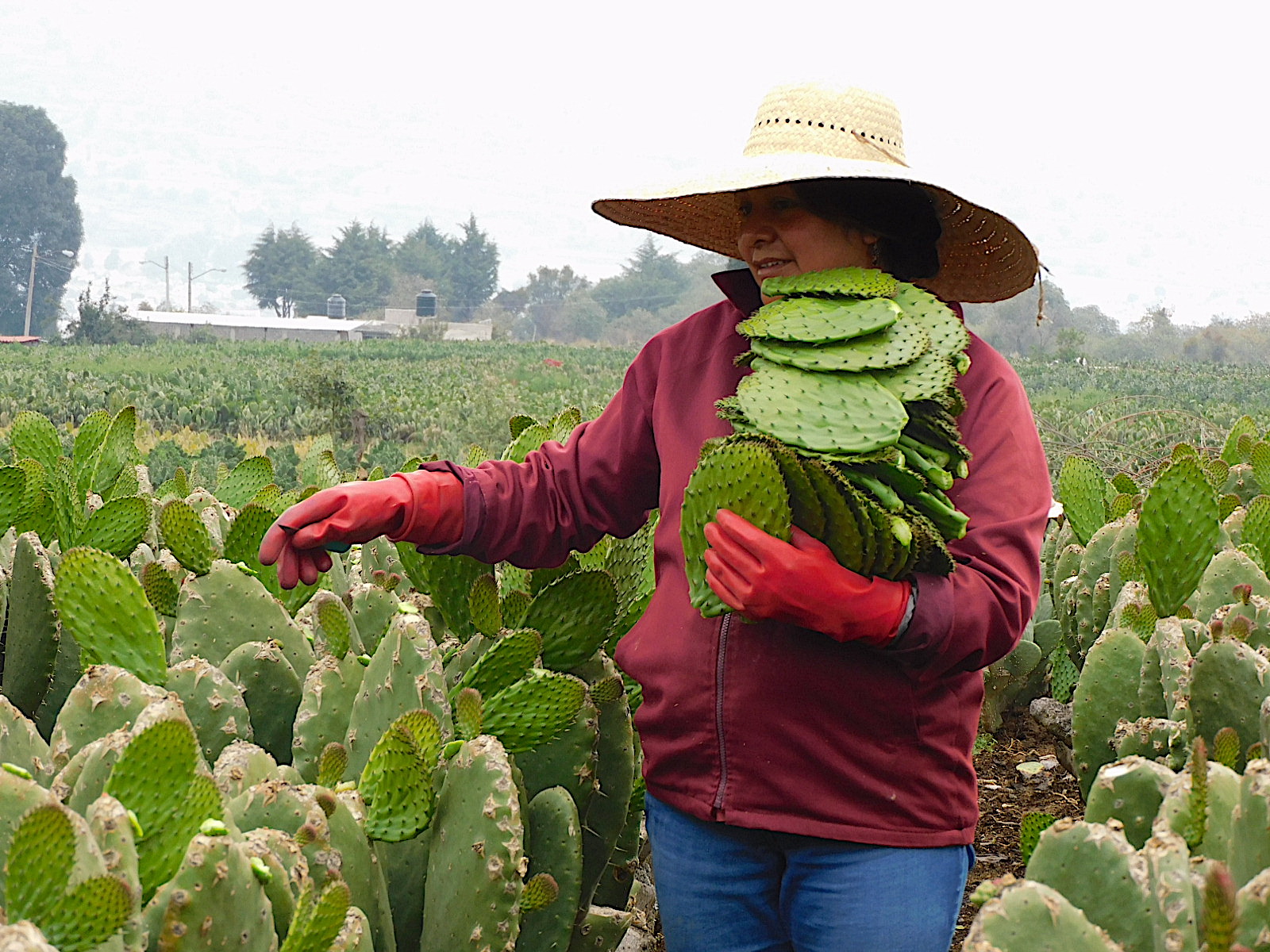 Quitando espinas del nopal. Desespinadora de nopal 