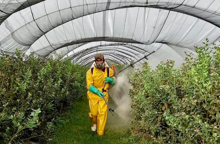 Comisión de UE extiende uso de herbicida glifosato por 10 años más
